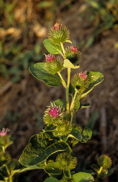 Bardane, Arctium minus