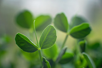microgreen Foliage Background. pea leaf. sprout vegetables germinated from high quality organic plant seed on linen mat