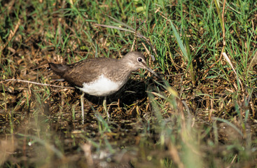Chevalier guignette,.Actitis hypoleucos , Common Sandpiper