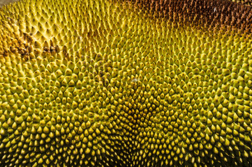 Jacquier, Artocarpus heterophyllus