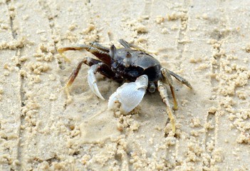 Small crab on the white and yellow sand in Vietnam, Nha Trang