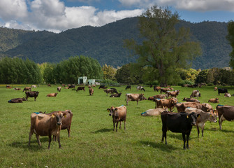 Okaihau. Northland. New Zealand. Cows. Cattle