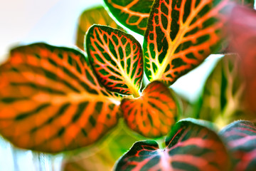 macro leaf closeup 