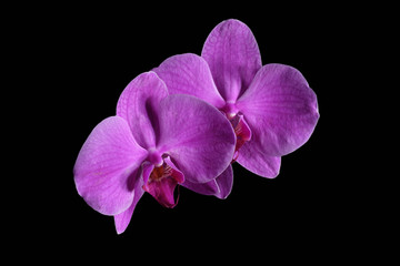 Beautiful pink orchid isolated on black background.