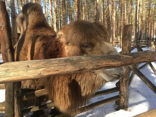 camel in winter zoo