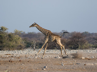 Frightened giraffe running away from predator over sandy plains of Etosha. Namibia. Africa