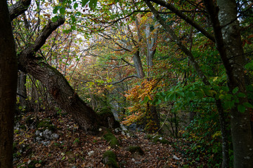 Fototapeta premium tree in forest