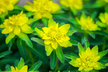 yellow flowers in the garden