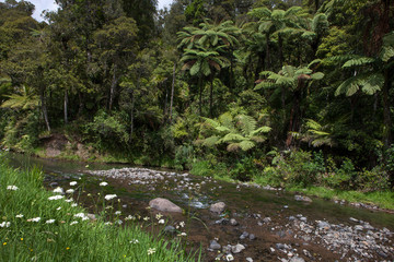 Raetea. Northland New Zealand. Forest