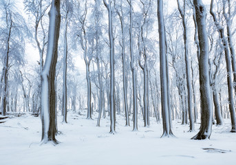 Forest in winter with fog and snow landscape