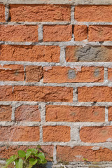 Obraz premium Background of old brickwork with a sprouting tree sprout
