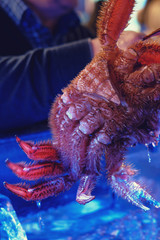 The horsehair crab, Erimacrus isenbeckii (Japan kegani) is found mainly in the east Pacific, around the Hokkai, Bering Sea and is an important commercial species used in Japanese cuisine.