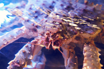 Red king crab (Paralithodes camtschaticus), also called Kamchatka crab or Alaskan king crab, native to the far northern Pacific Ocean