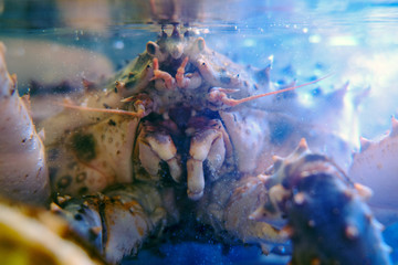 One of the largest crustaceans in the Far East, the Kamchatka crab is an object of fishing.