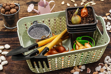Spring planting and gardening concept. Tools, watering can, fresh onion bulbs in a bucket, expanded...