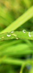 Green with water drops, Amazing green background leafs and grass. Best spring green, water sprinkle...