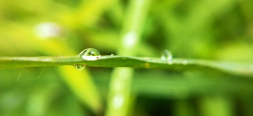Green with water drops, Amazing green background leafs and grass. Best spring green, water sprinkle...
