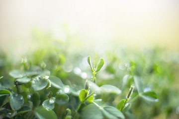 microgreen Foliage Background. pea leaf. sprout vegetables germinated from high quality organic...