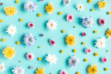 Flowers composition. Pattern made of chrysanthemum flowers on blue background. Spring concept. Flat lay, top view
