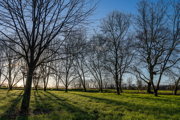 tree in park