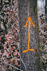 A tree trunk with an orange arrow on the bark pointing upwards. Seen in the forest in March 2019 in Nuremberg, Germany