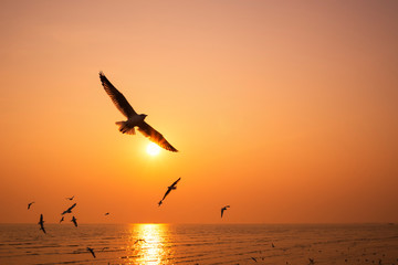 Fototapeta na wymiar Silhouette seagulls bird are flying over the sea during sunset