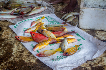 Fresh caught fish at the market in Negombo