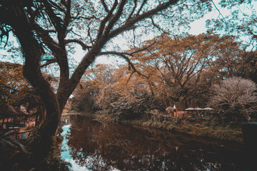 Fototapeta premium before everything falls