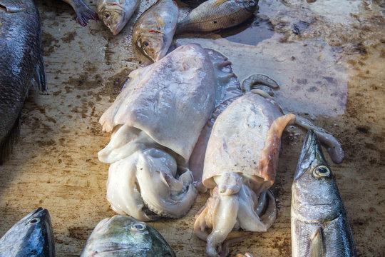 Freshly caught squids at a market in Negombo, Sri Lanka