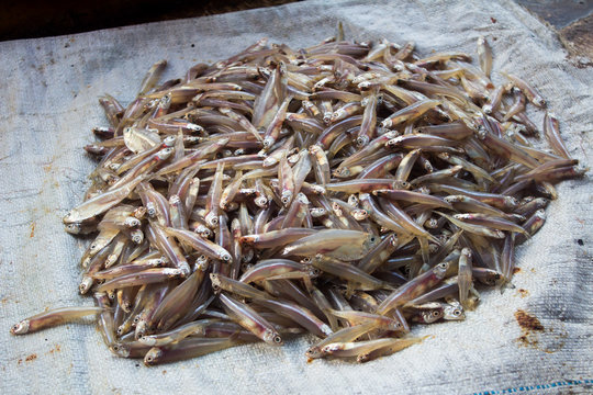 Fresh caught fish at the market in Negombo
