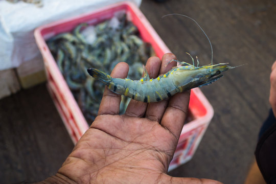 NEGOMBO, SRI LANKA - December 05, 2017. A recently caught shrimp in the palm of a fisherman.
