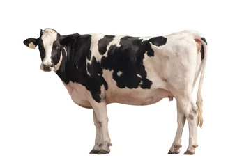 Gordijnen Black and white cow image  isolated on the white background. © KE.Take a photo