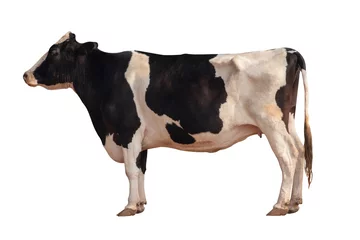 Fotobehang Koe Black and white cow image  isolated on the white background.  © KE.Take a photo