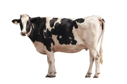Black and white cow image  isolated on the white background.