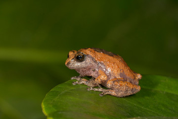 Raorchestes griet, endemic to the Western Ghats south of the Palghat Gap in Kerala and Tamil Nadu, Munnar, Kerala, India