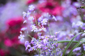 Fototapeta premium purple flowers in the garden