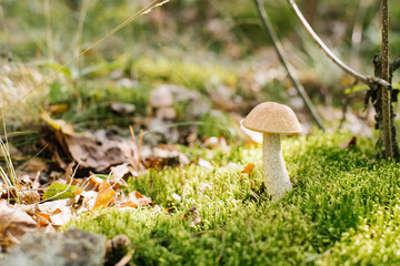 The boletus mushroom grows in the forest in the moss
