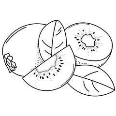 Hand drawing kiwi; doodle fruits for stickers, posters, web design. Black and white vector illustration.