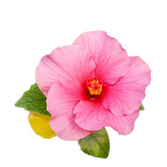 Pink hibiscus flowers with leaves isolated on white background.