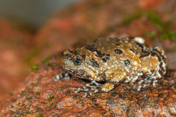 Mormorata Species, Uperodon mormorata ?, Frog, Amboli, Maharashtra, India