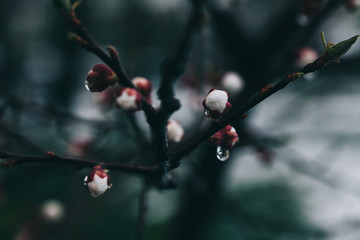 Apricot tree flowers. Spring white flowers on a tree branch. Apricot tree in bloom. Spring seasons time of year. White flowers of apricot tree