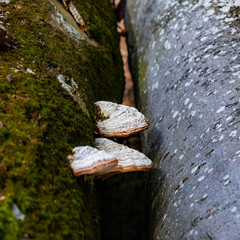 fungus on log