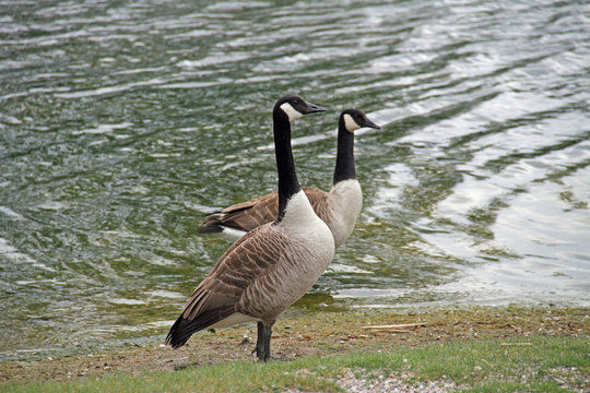 Kanada-Gans