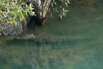 Magar or mugger crocodile, Crocodylus palustris in Kali River, Karnataka, India