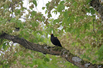 Amsel mit Beute