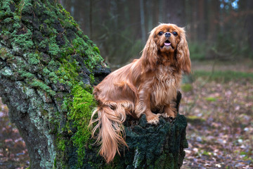 Dog in the forest