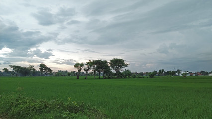 The view in the rice field