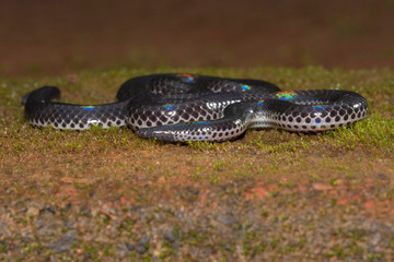 Melanophidium khairei or Khaire's black shieldtail, Amboli, India
