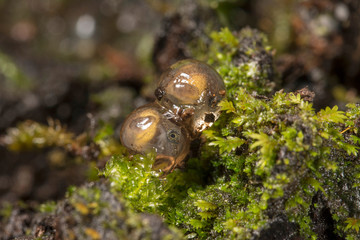 Bush Frogs Eggs, Amboli, India