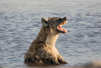 Gefährliche Tüpfelhyäne, die im Teich sitzt und badet und gähnt und riesige Zähne zeigt. Namibia. Afrika